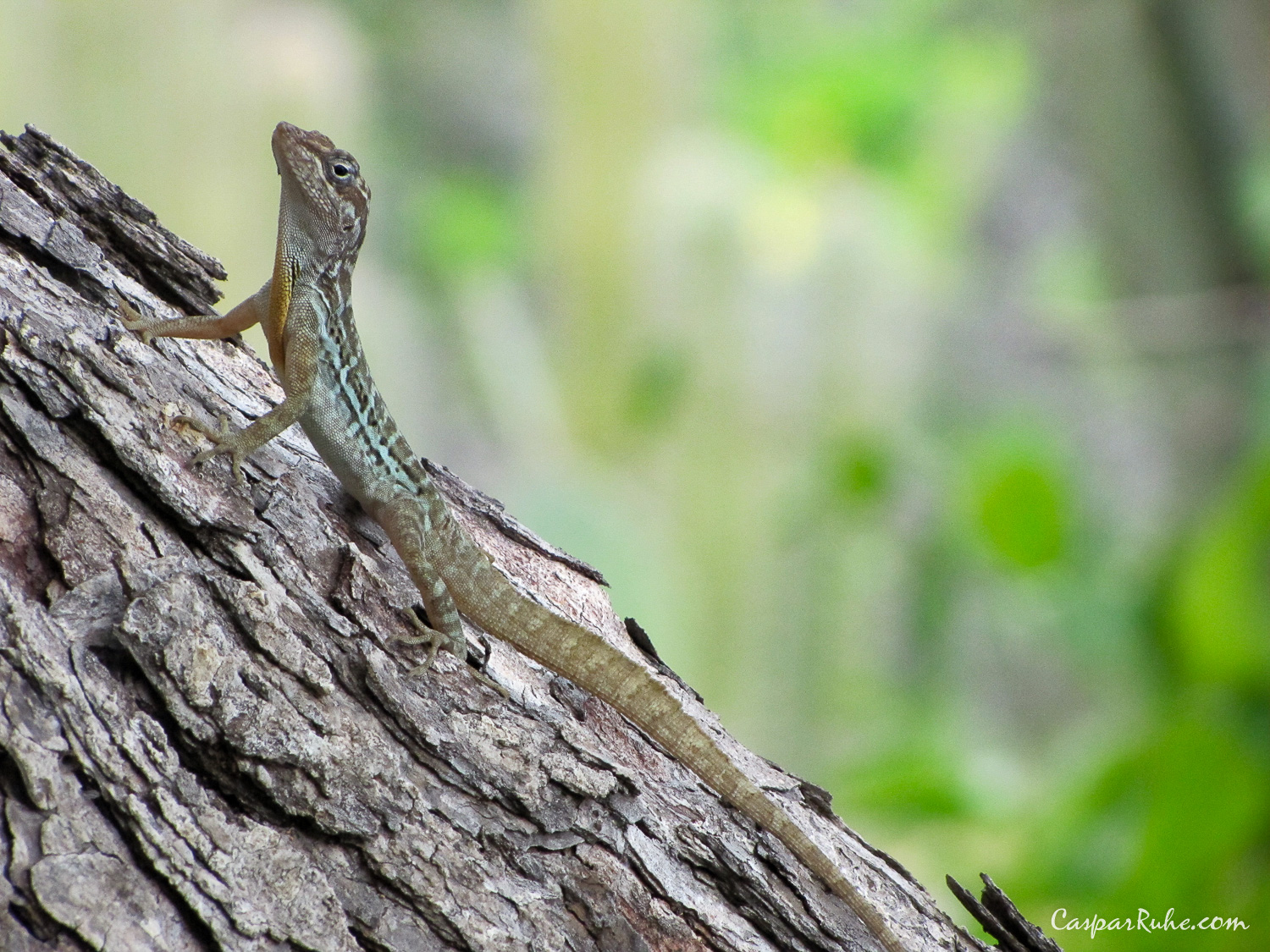 Lizard